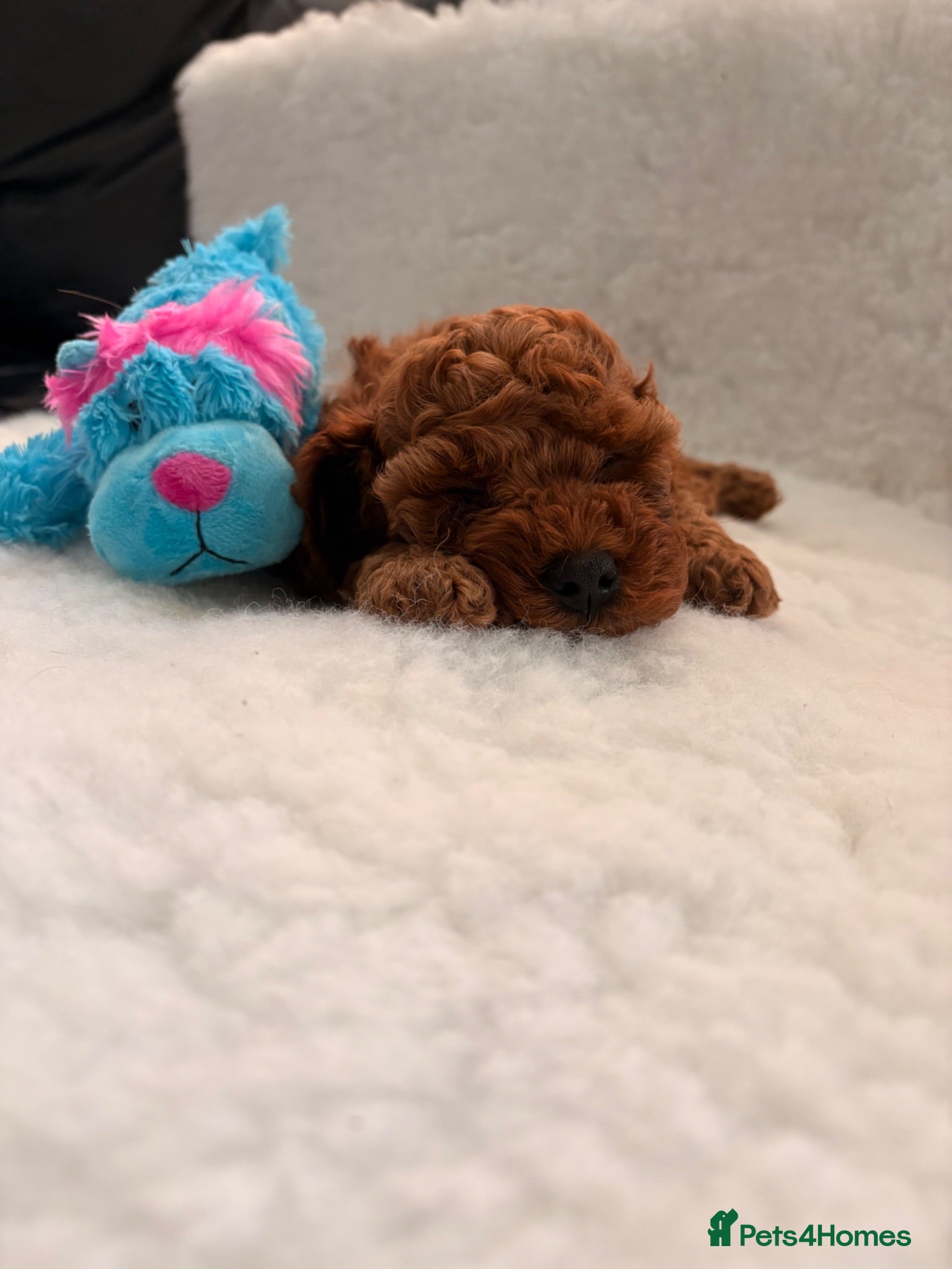 Cavapoo dogs Stunning Fox red F1b cavapoo puppies - Advert 1
