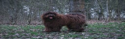 Labradoodle dogs for stud: F4 Standard Labradoodle (Fully Health Tested) in Milton Keynes - Advert 4