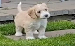 Cockapoo dogs for sale: Beautiful cockapoo puppy’s  - Image 30
