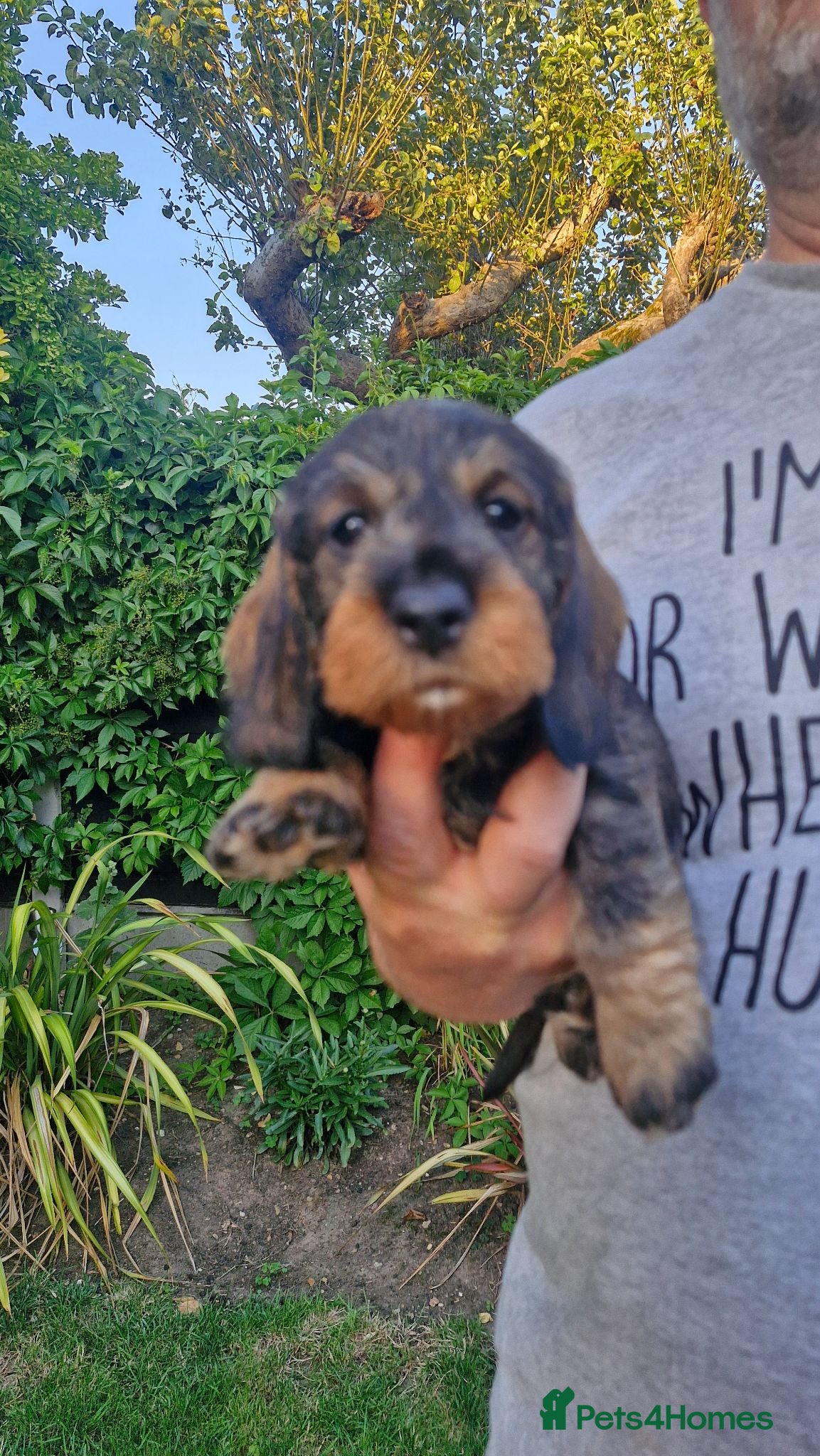 Dachshund dogs Standard Wirehaired Dachshund pups - Advert 2