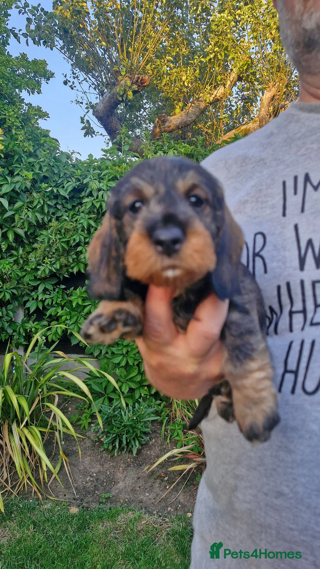 Dachshund dogs for sale: Standard Wirehaired Dachshund pups - Advert 2