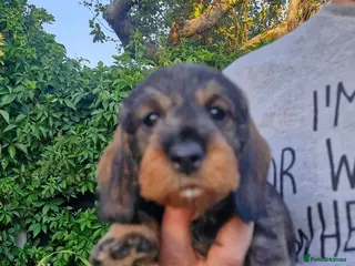 Dachshund dogs Standard Wirehaired Dachshund pups - Advert 2