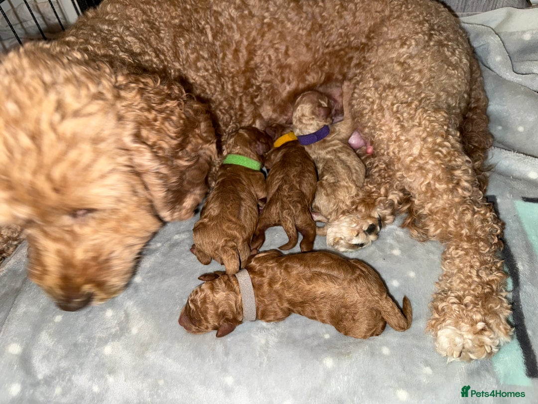 Cavapoo dogs for sale: Cavapoo puppy F1BB 1 GIRL, 1 BOY - Advert 4