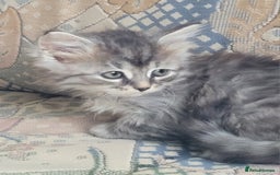 Siberian cats for sale: Hypoallergenic Traditional Siberian kittens  - Image 15