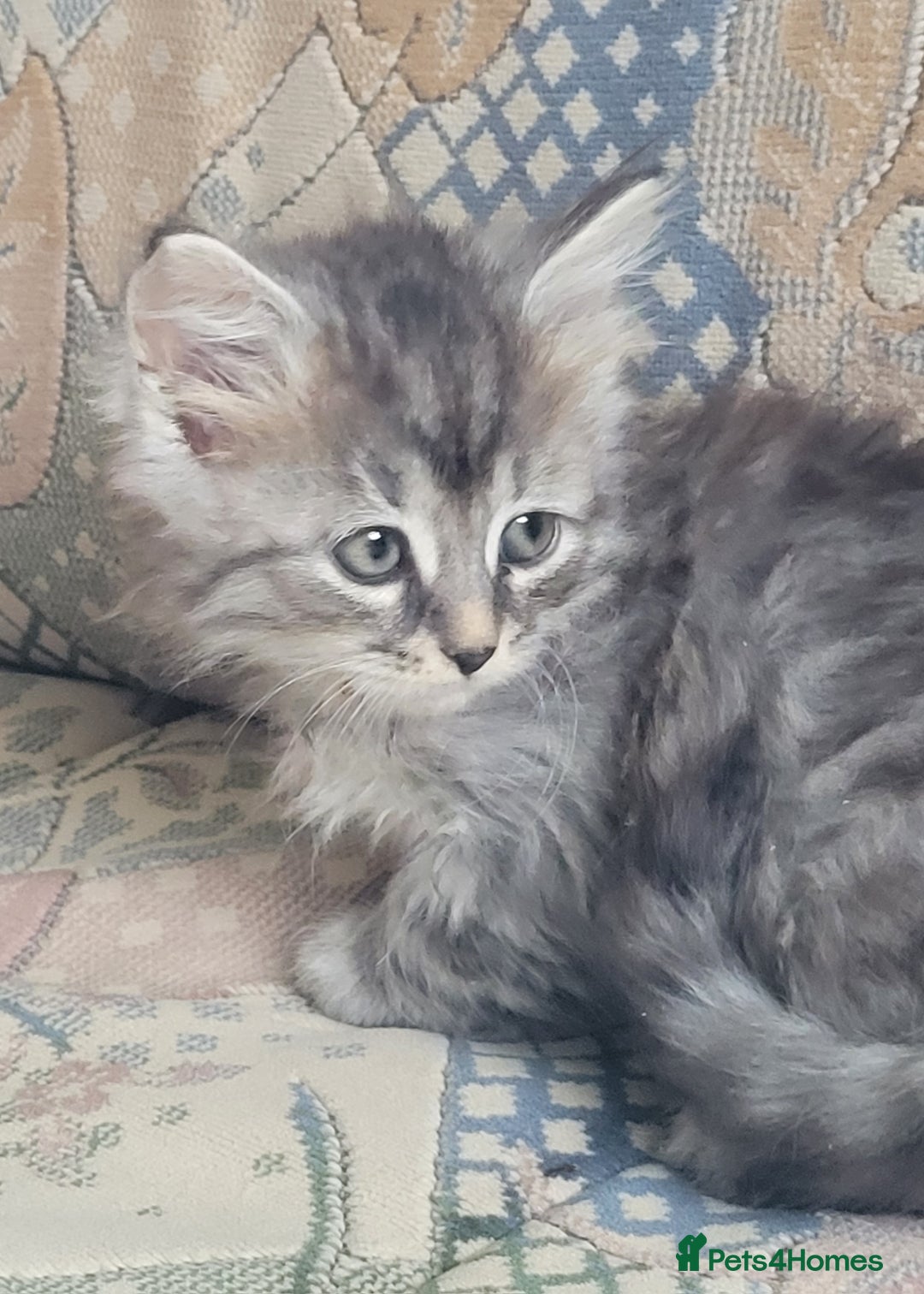 Siberian cats for sale: Hypoallergenic Traditional Siberian kittens  - Image 15