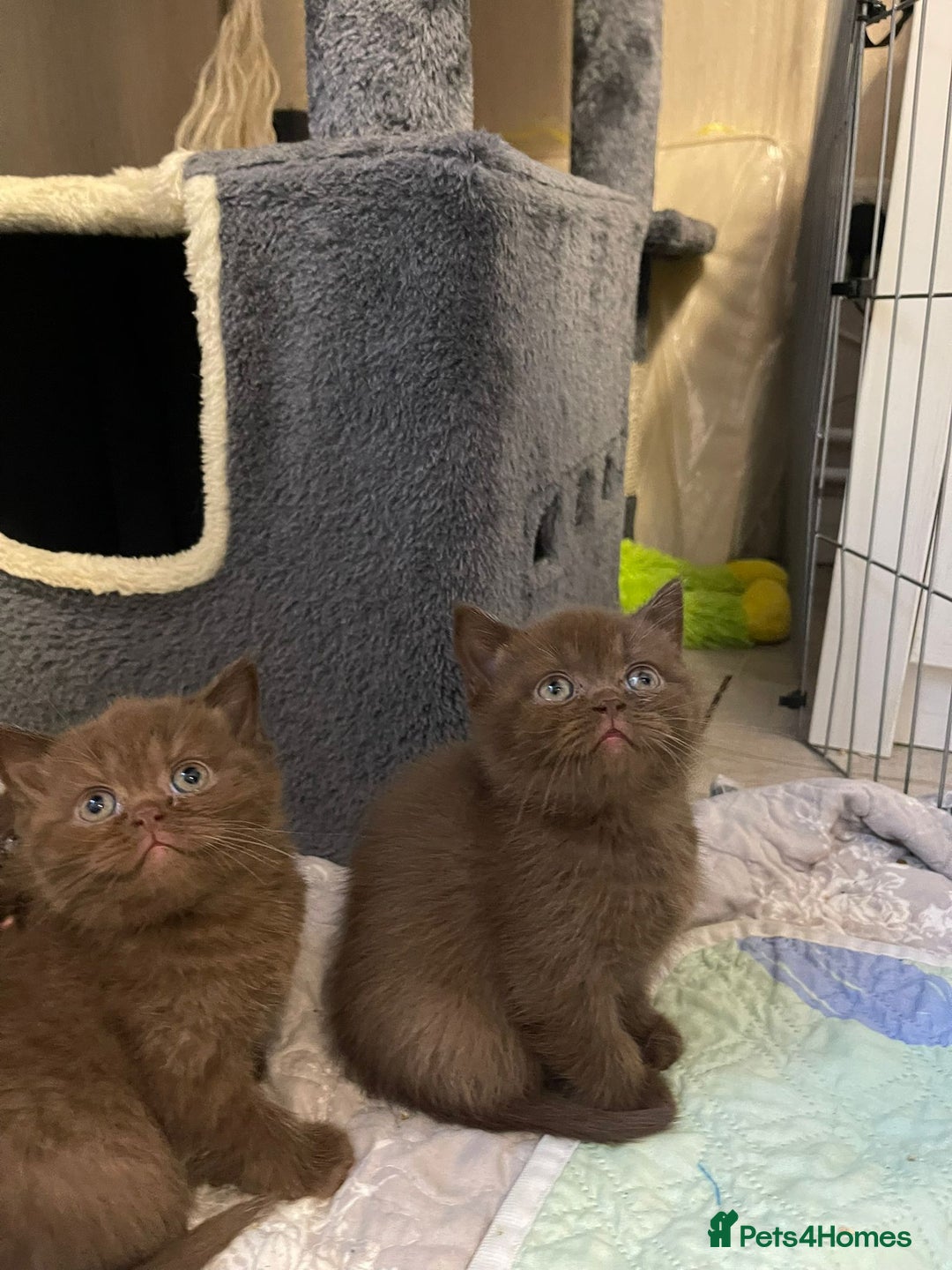 British Shorthair cats for sale: Purebred  British Shorthair Kittens - Advert 1