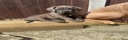 Cane Corso dogs for sale: 4 cane corso left - Advert 5