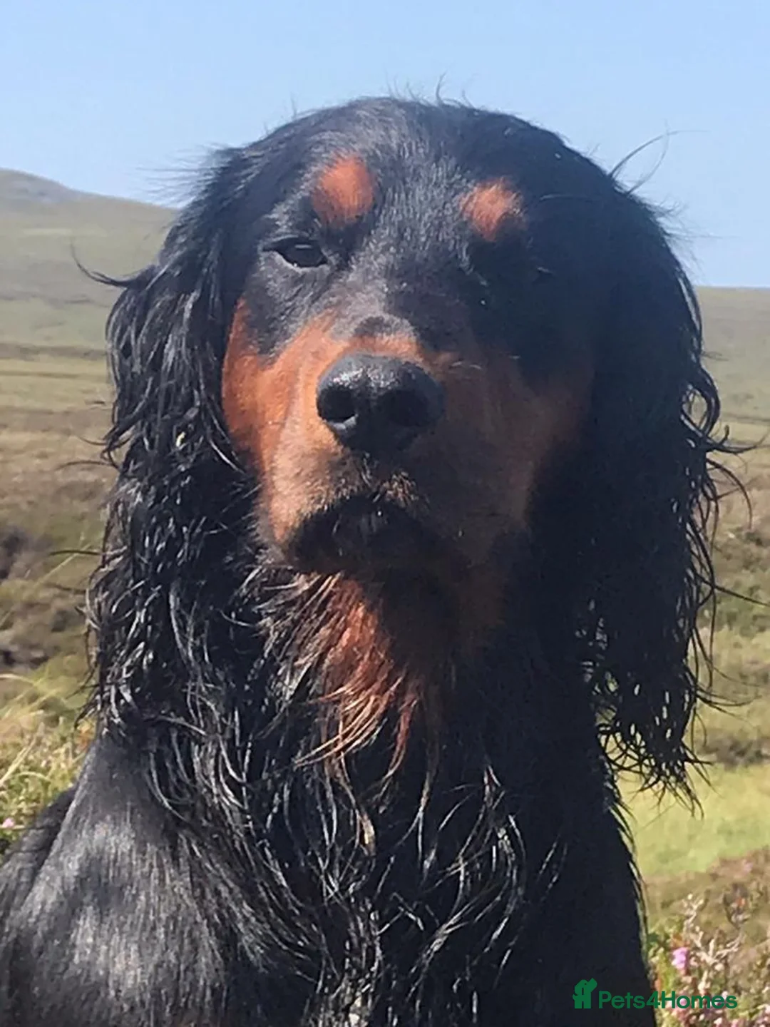 Cocker Spaniel dogs for stud: Proven Tri color cocker spaniel superb pedigr in Durham - Advert 4