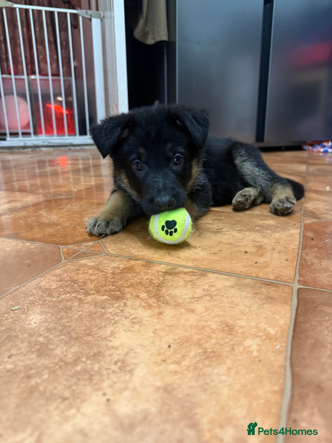 German Shepherd dogs for sale: KC Registered & Bred From Health Tested Parents  - Advert 8