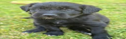Bordoodle dogs for sale: Bordoodle Puppies ⭐ - Advert 6