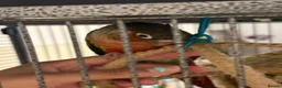 Conures birds for sale: Pair of young conures  - Advert 3