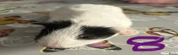 Guinea Pig rodents for sale: BONDED BABIES 2 SOWS AND 2 BOARS £50 a pair - Advert 8