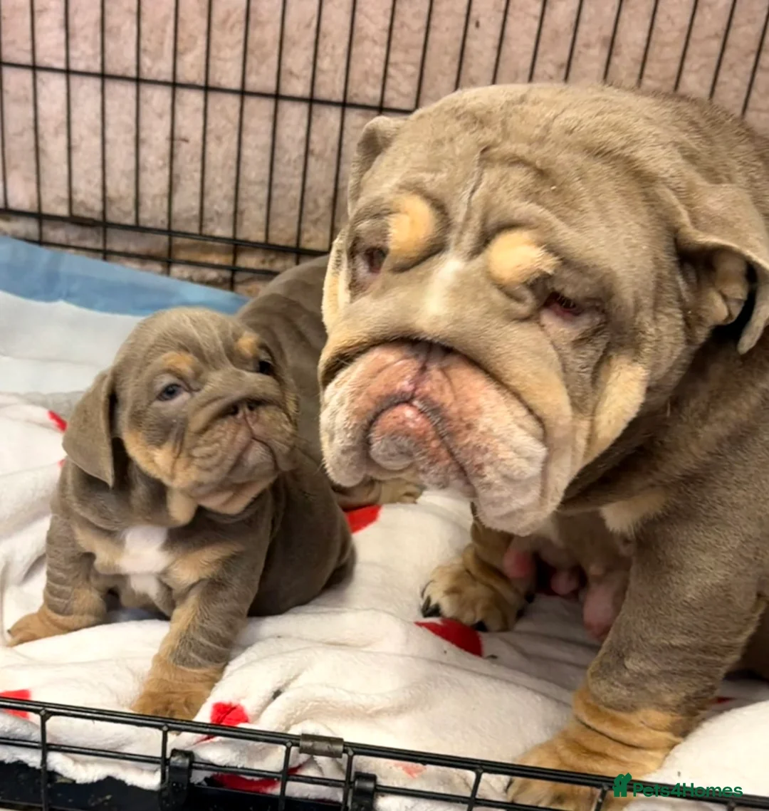 English Bulldog dogs for sale: Stunning kc English bulldog puppies, Ready now!!! - Advert 17