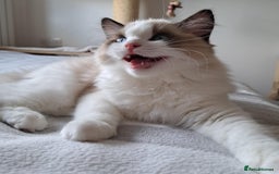 Ragdoll cats for sale: 💠Handsome FiFe Reg Ragdoll boy💠RESERVED - Image 17
