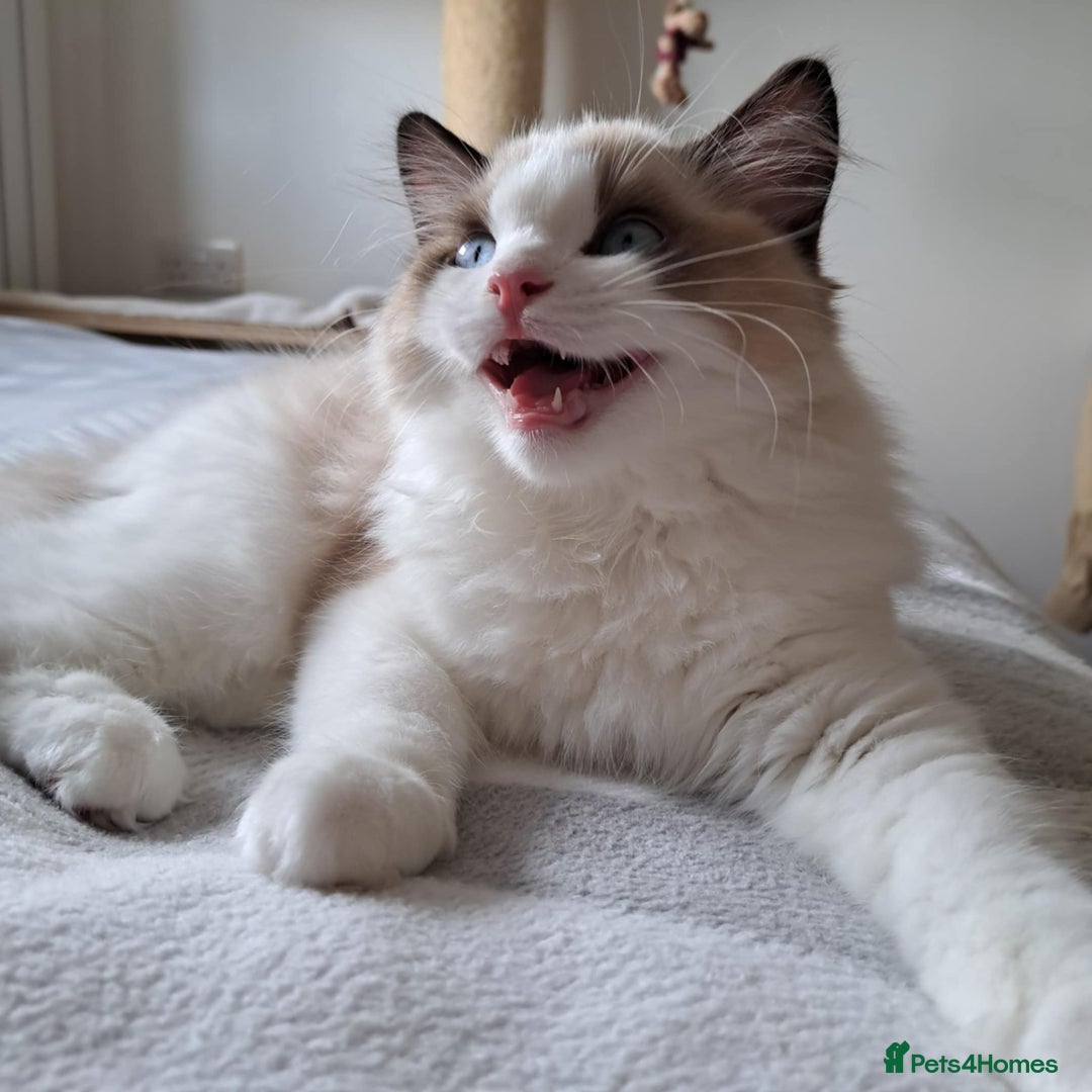 Ragdoll cats for sale: 💠Handsome FiFe Reg Ragdoll boy💠RESERVED - Image 17