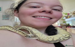 Python Snake reptiles for sale: Male Banana Pastel Python - Image 5