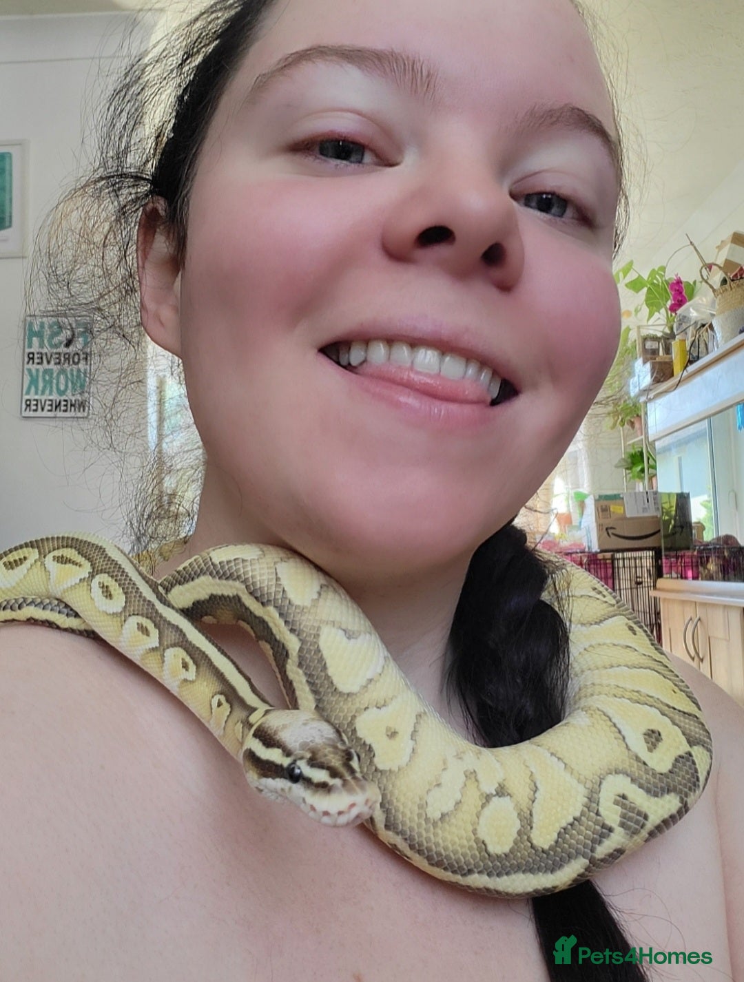Python Snake reptiles for sale: Male Banana Pastel Python - Image 5