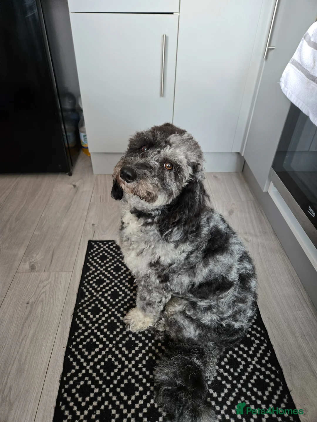 Cockapoo dogs for stud: Wanted stud for my cockerpoo in Grimsby - Advert 3