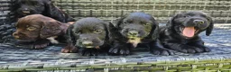 Cocker Spaniel dogs for sale: Cocker Spaniel Puppies in Petworth - Advert 10
