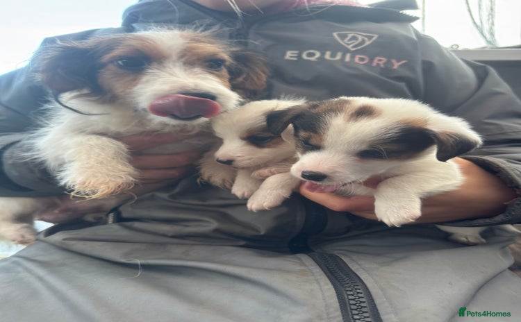 Jack Russell dogs Gorgeous Jack Russell pups  - Advert 2