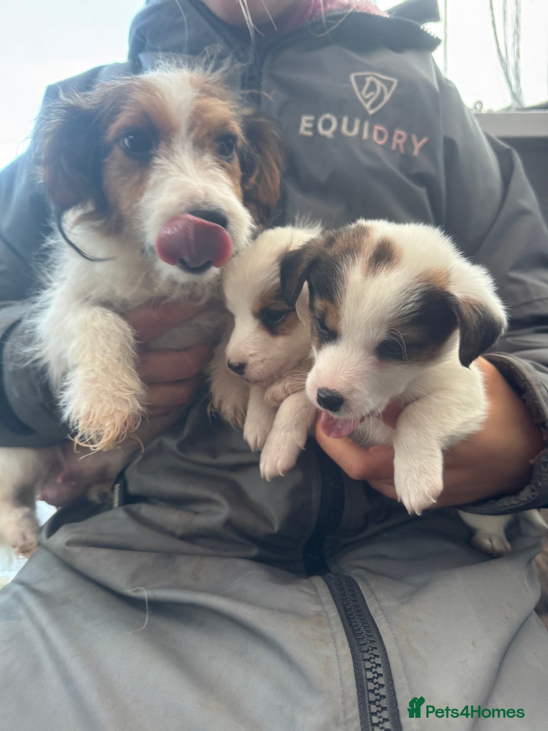 Jack Russell dogs for sale: Gorgeous Jack Russell pups  - Advert 1