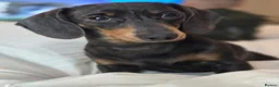 Miniature Dachshund dogs for sale: Miniture dachshund  - Advert 3