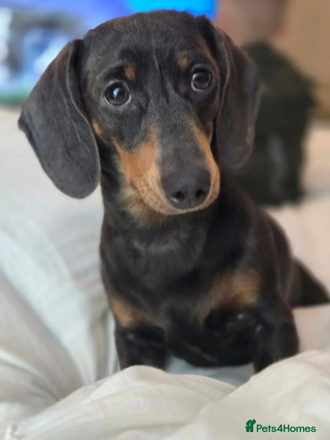 Miniature Dachshund dogs for sale: Miniture dachshund  - Advert 3