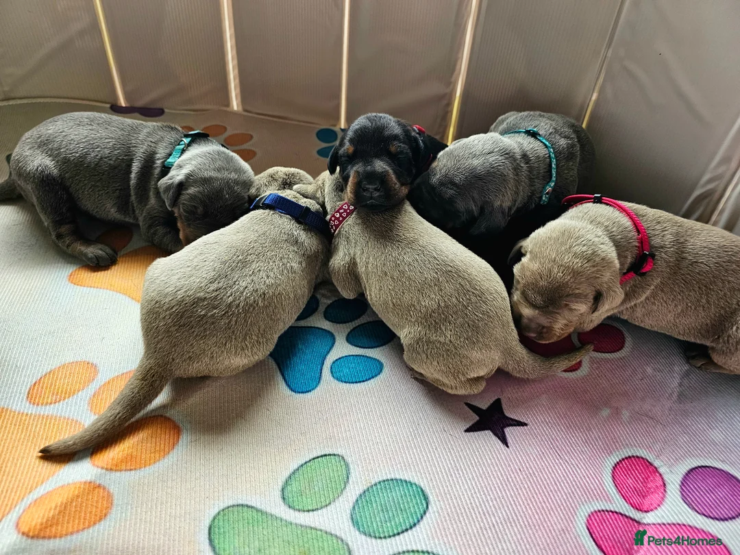 Dobermann dogs for sale: Stunning KC Registered Doberman Puppies  - Advert 14