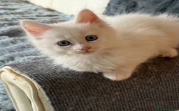 Maine Coon cats for sale: 	Rare Polydactyl Kittens + 1 Blue-Eyed Beauty - Image 1