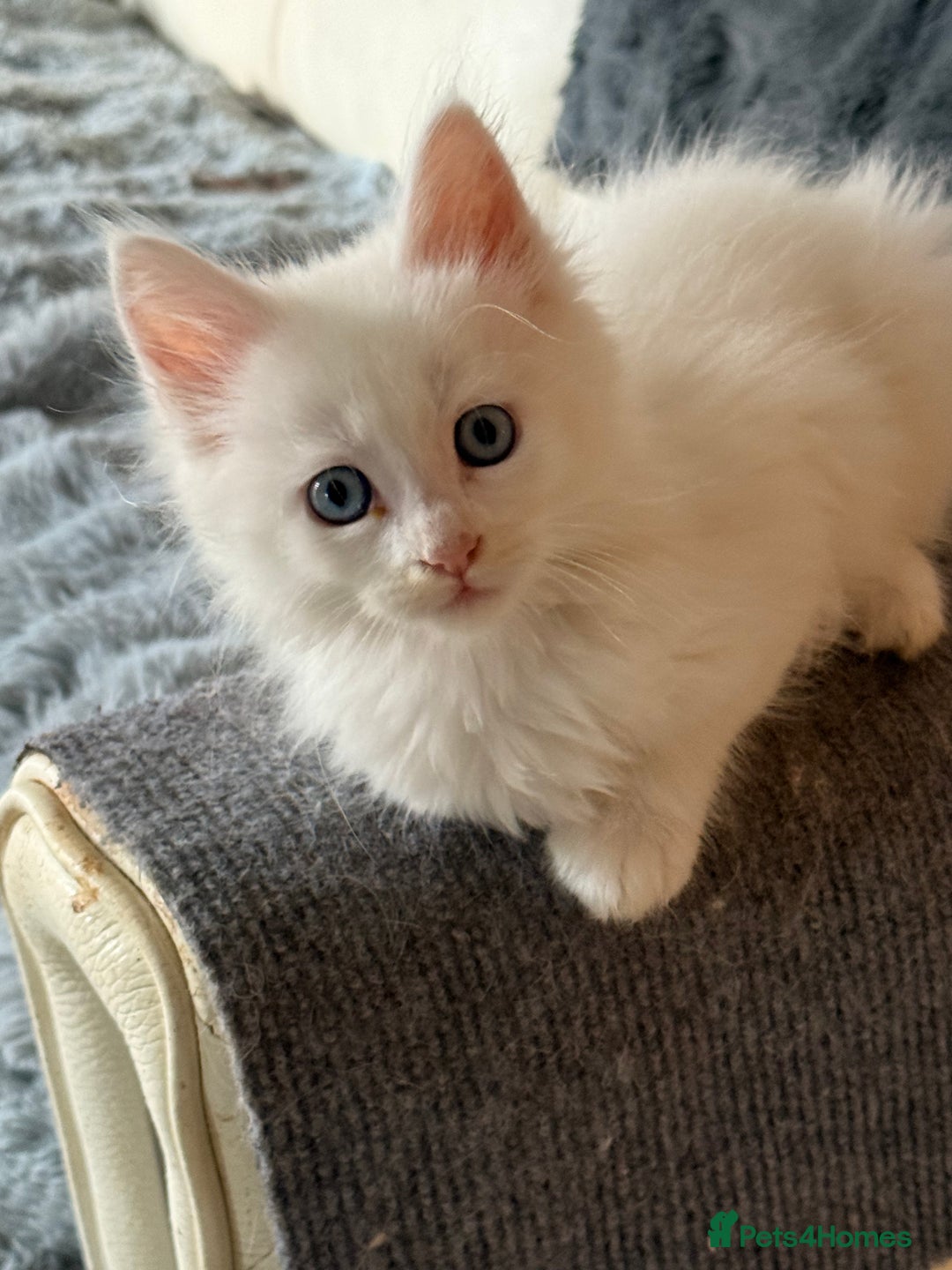 Maine Coon cats for sale: 	Rare Polydactyl Kittens + 1 Blue-Eyed Beauty - Image 1