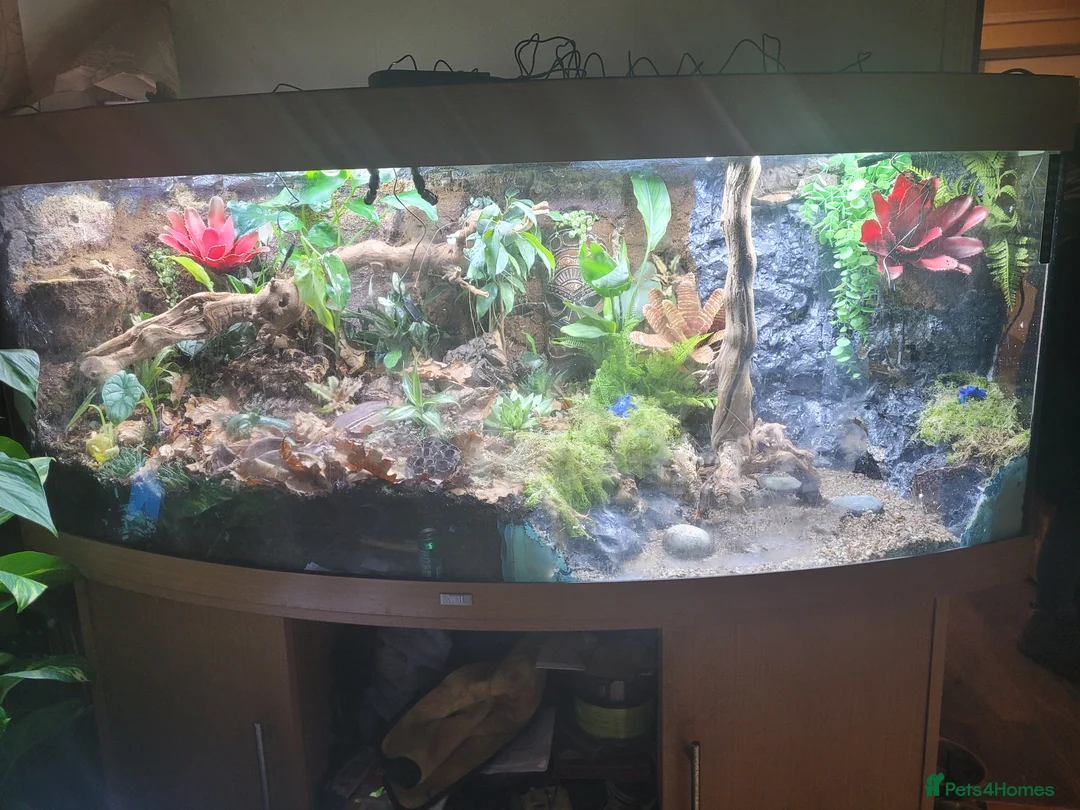 Gecko reptiles for sale: Giant Madagascan day Gecko - Advert 7