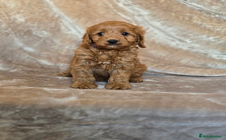 Cavapoo dogs - Advert 1