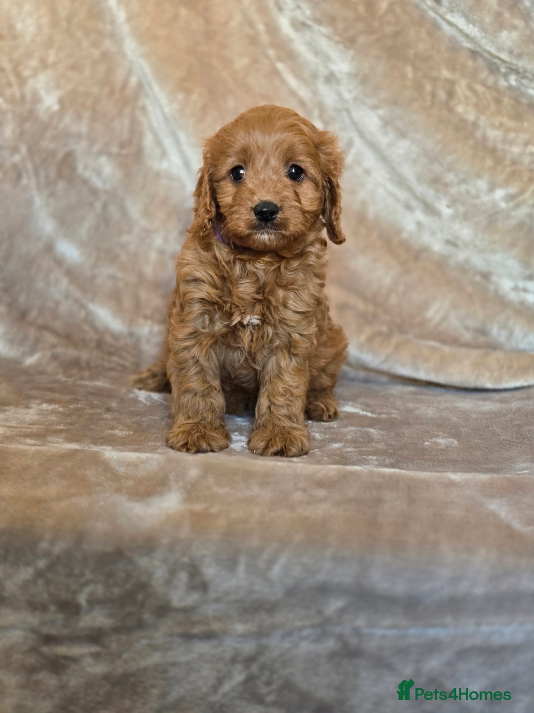 Cavapoo dogs for sale: Gorgeous Fox Red Cavapoo health tested parents  - Image 26