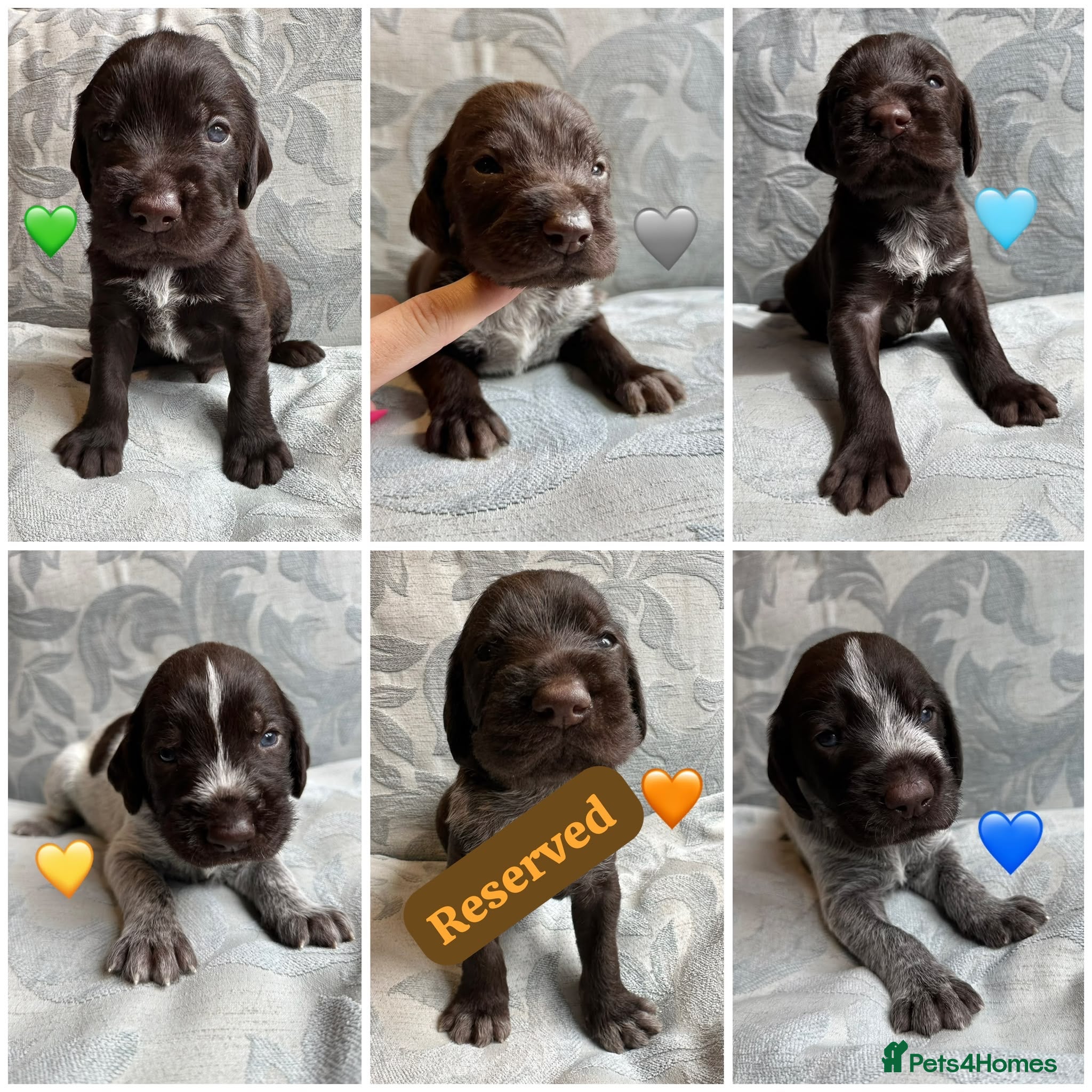German Wirehaired Pointer dogs Kc reg german wirehaired pointer puppies for sale - Advert 1