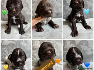 German Wirehaired Pointer dogs Kc reg german wirehaired pointer puppies for sale - Advert 14