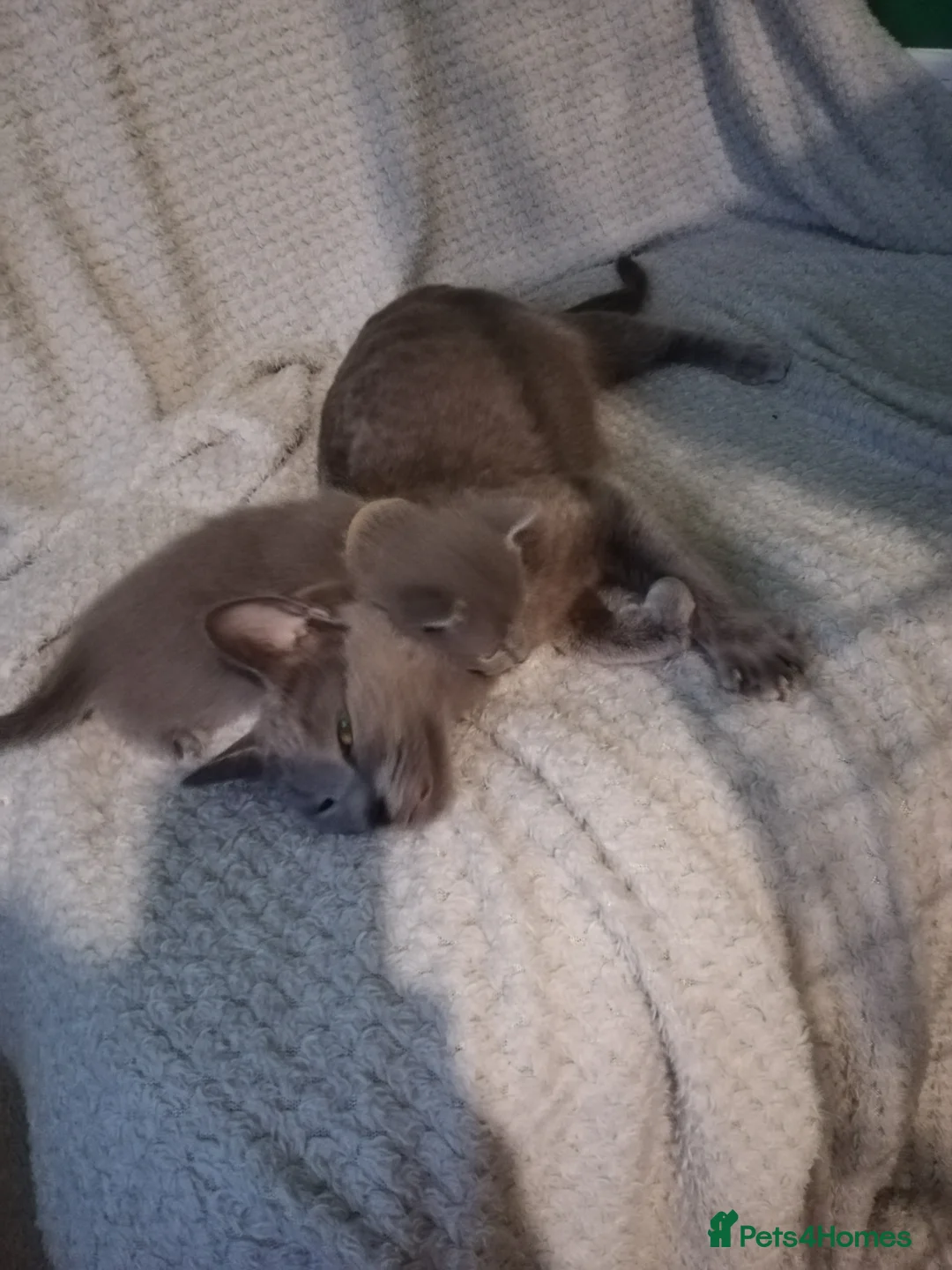 Russian Blue cats for sale: Beautiful Russian Blue Kittens  - Advert 2