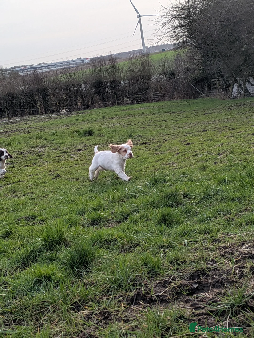Cocker Spaniel dogs for sale: Cocker spaniel puppies  - Advert 8