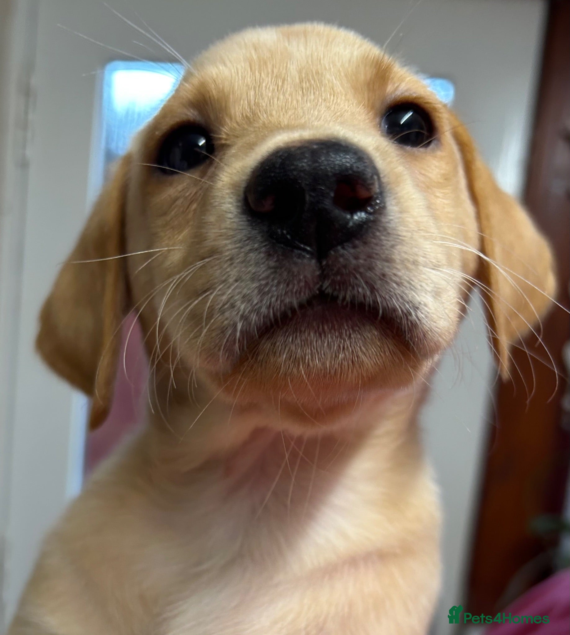 Labrador Retriever dogs Gorgeous Labrador girl puppies  - Advert 1