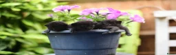 Munchkin cats for sale: Beautiful Black Female kitten looking 4 home - Advert 12