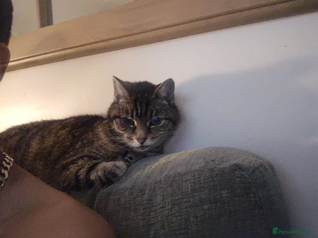 Mixed Breed cats for sale: Daisy - Advert 3