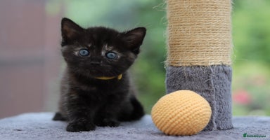 Mixed Breed cats - Advert 3