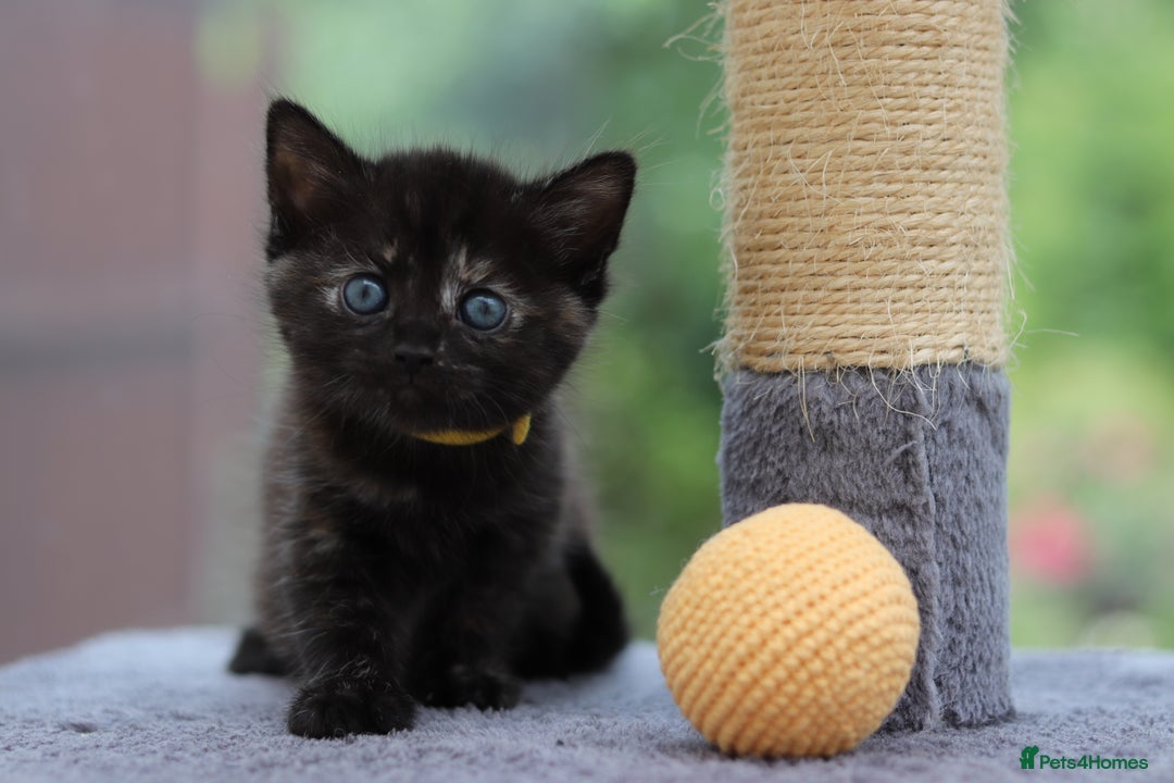 Mixed Breed cats for sale: Adorable Kittens Ready SOON - Image 3