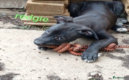 Mixed Breed dogs for sale: Mixed breed pups available  - Image 4
