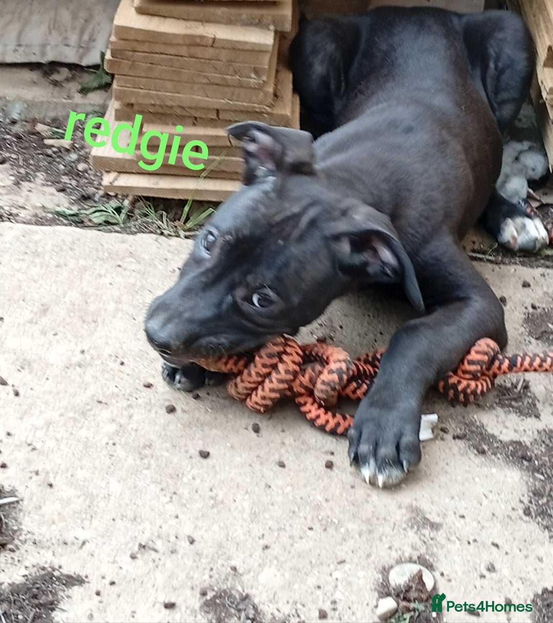 Mixed Breed dogs for sale: Mixed breed pups available  - Image 4