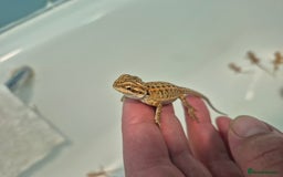 Bearded Dragon reptiles for sale: Bearded dragons  - Image 11