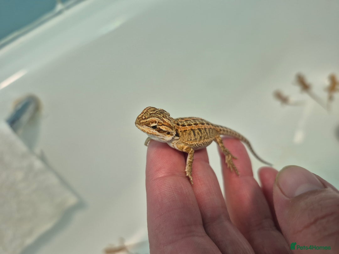 Bearded Dragon reptiles for sale: Bearded dragons  - Image 11