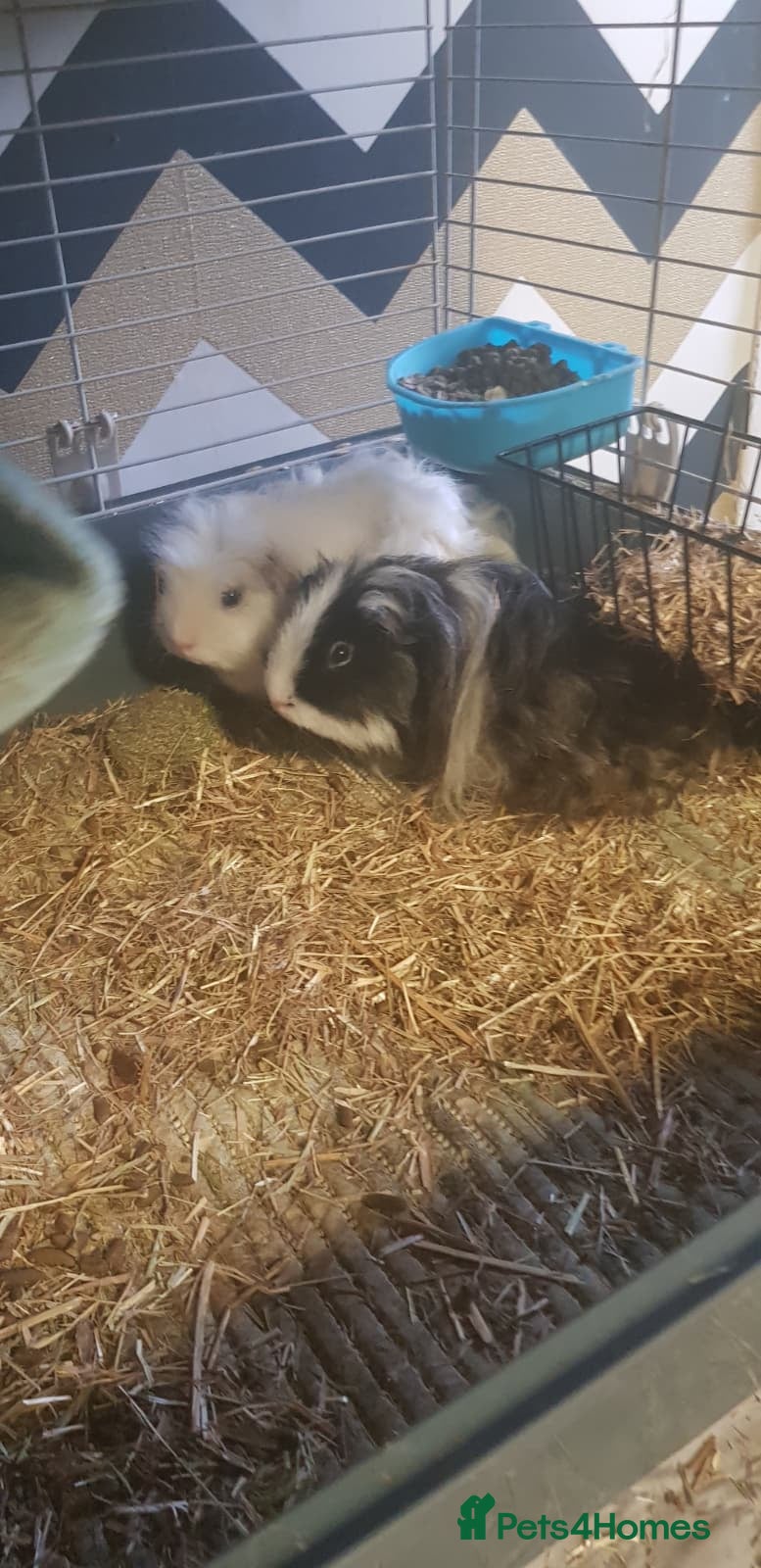 Guinea Pig rodents for sale: MALE Guinea pigs in Skelmersdale - Advert 3