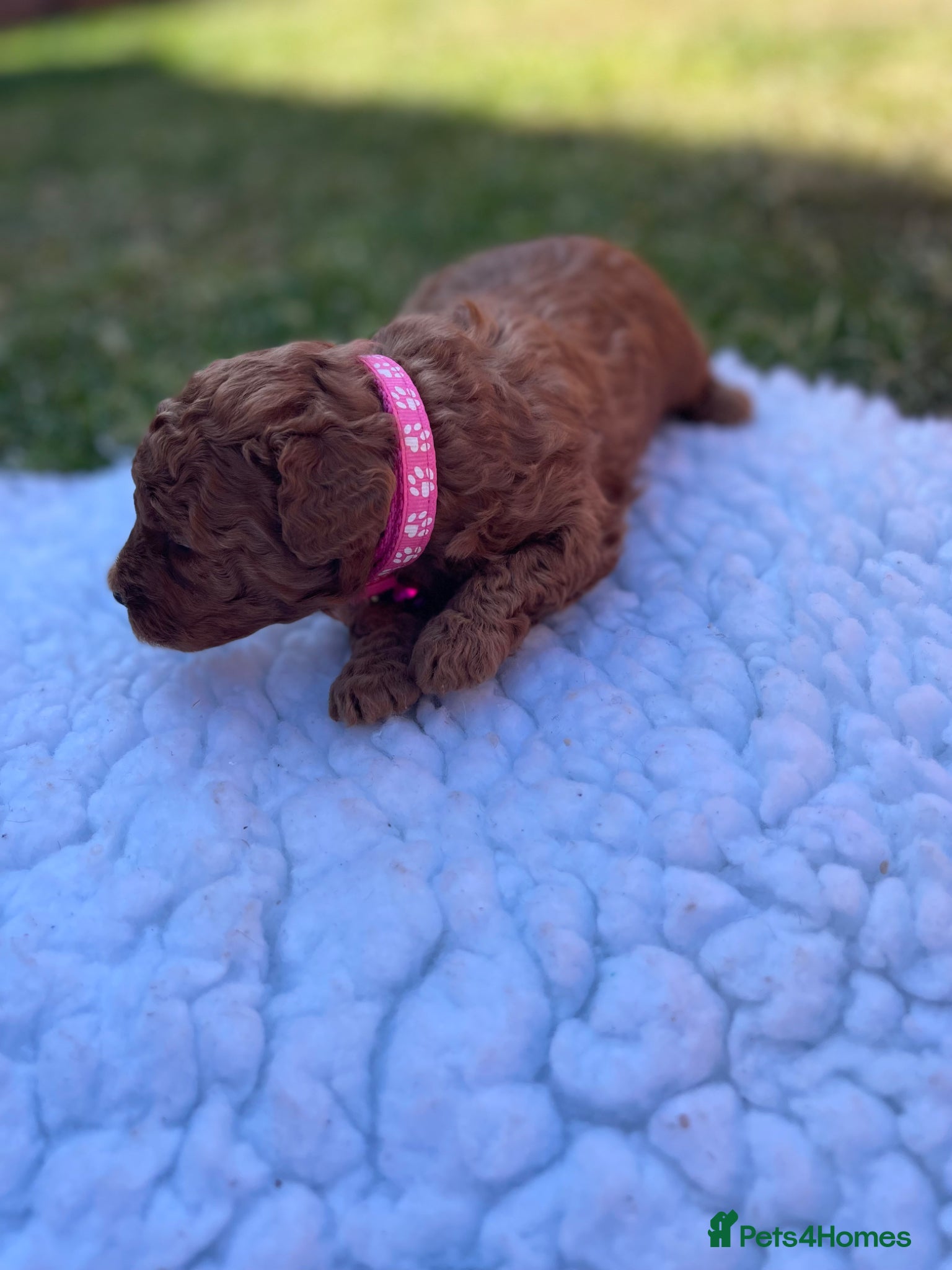 Toy Poodle Puppy 2 pink collar 