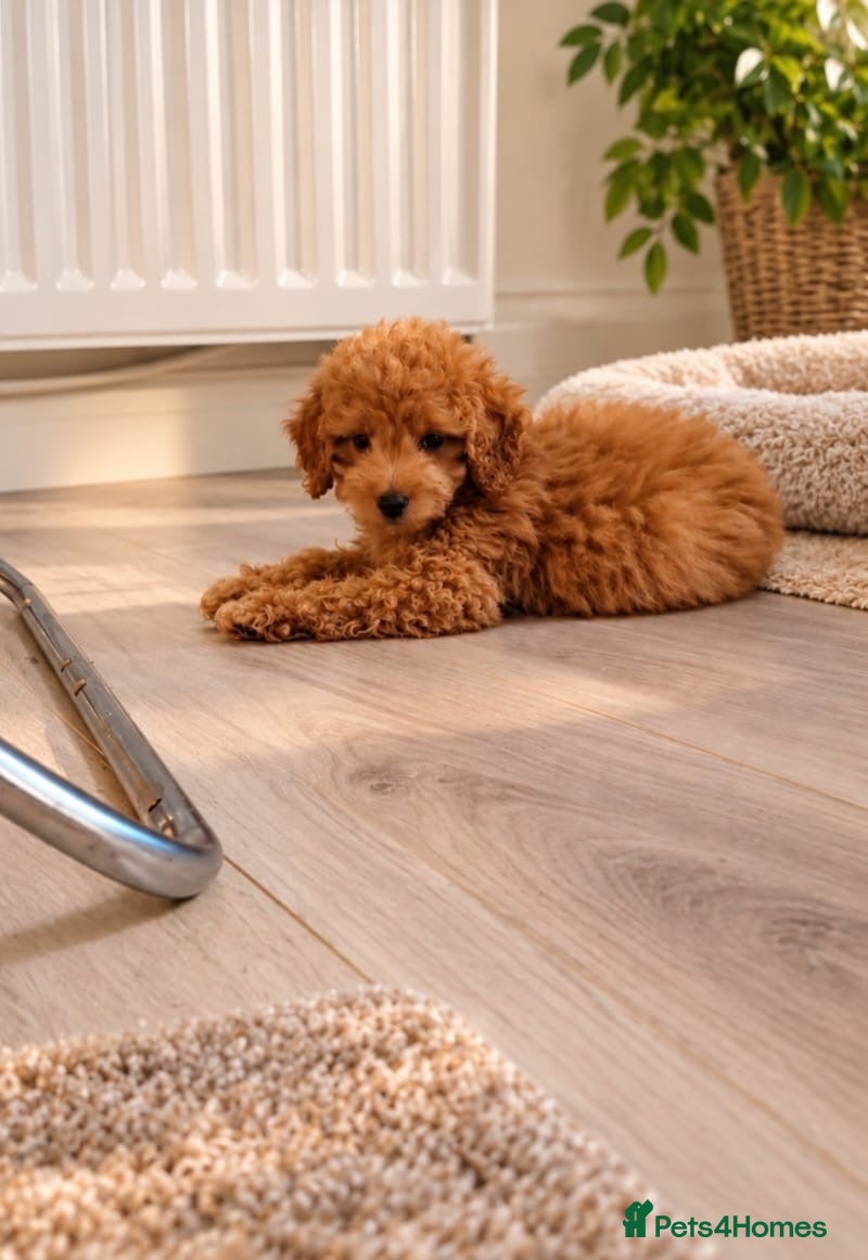 Maltipoo dogs for sale: 💫Extra tiny Asian Maltipoo puppies💫 - Advert 2