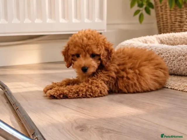 Maltipoo dogs for sale: 💫Extra tiny Asian Maltipoo puppies💫 - Advert 2